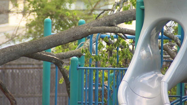 Melrose tree 