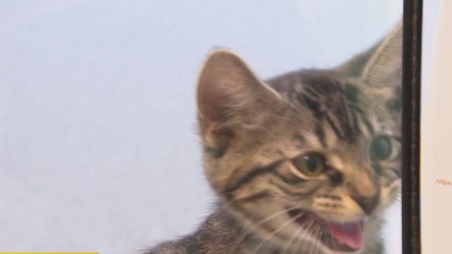 harpcat.jpg 