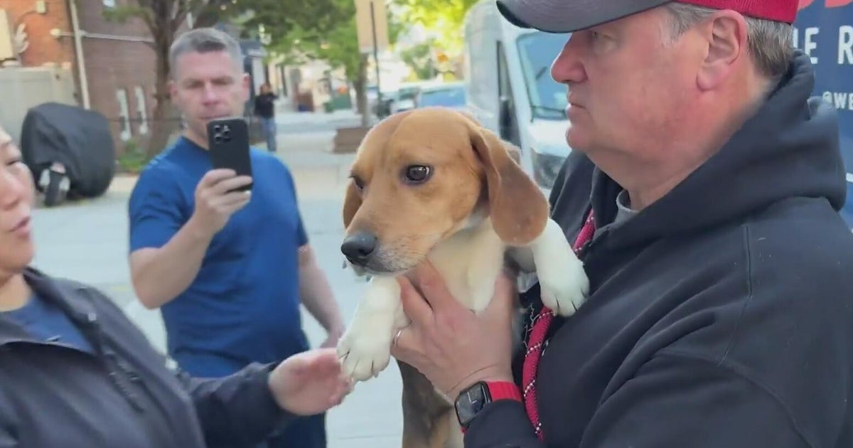 Beagles rescued from research breeding facility begin new lives - CBS Texas