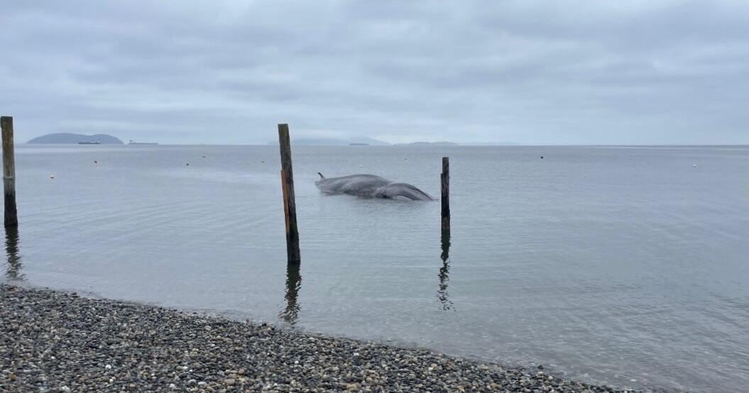 40-ton whale dies amid wave of strandings off Washington state