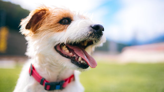 Playful jack russell terrier dog with sticking tongue. 