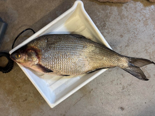 gizzard-shad.jpg 