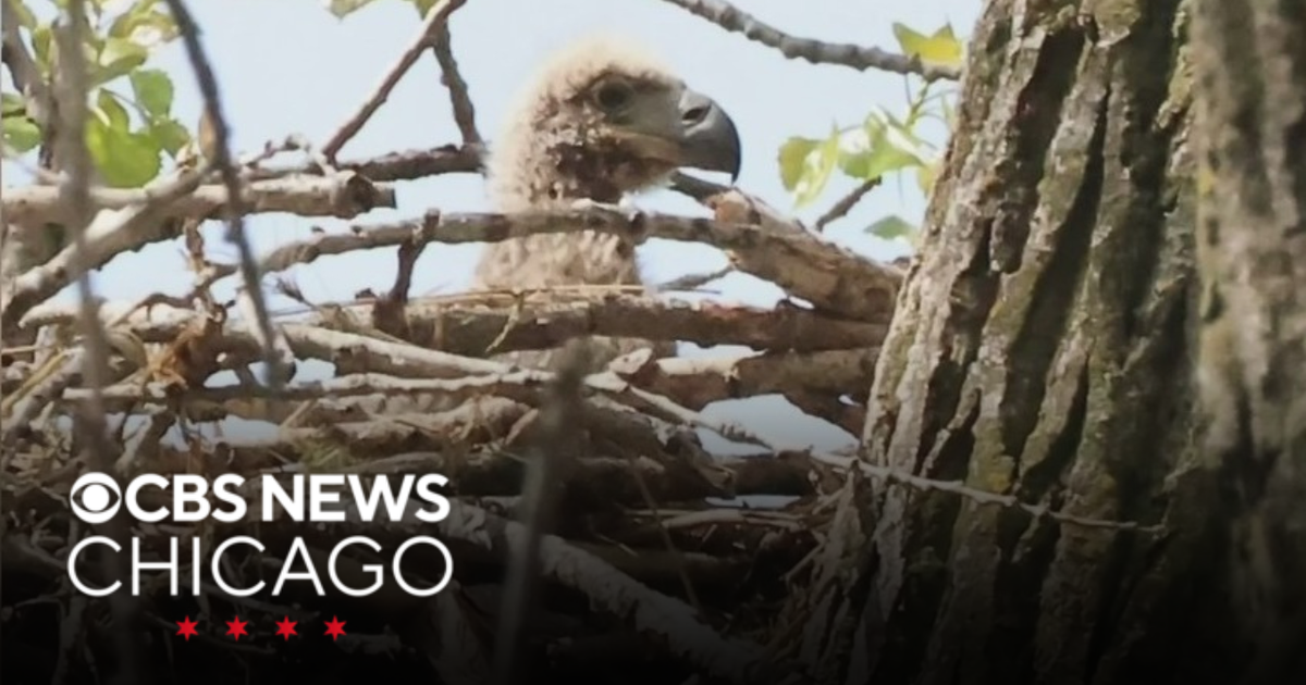 Chicago Park District holding contest to name newly hatched eaglet