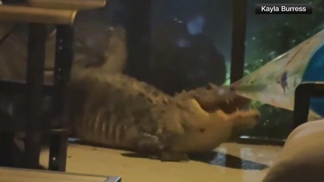 cbsmiami-florida-alligators-1.jpg 