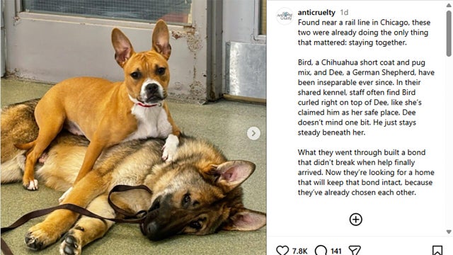 bonded-stray-dogs-tn.jpg 