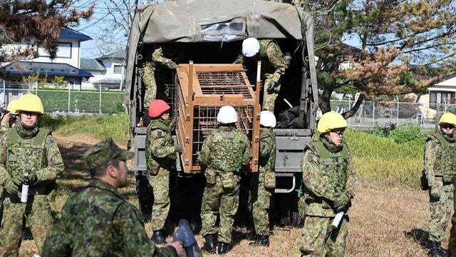 Japan Bear Attack 