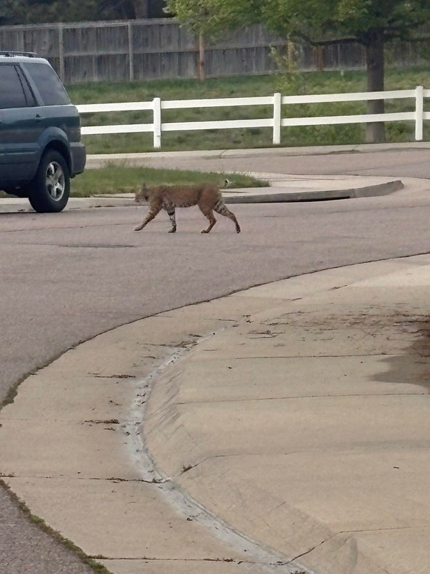 arapco-bobcat-3-arapco-sheriff.jpg