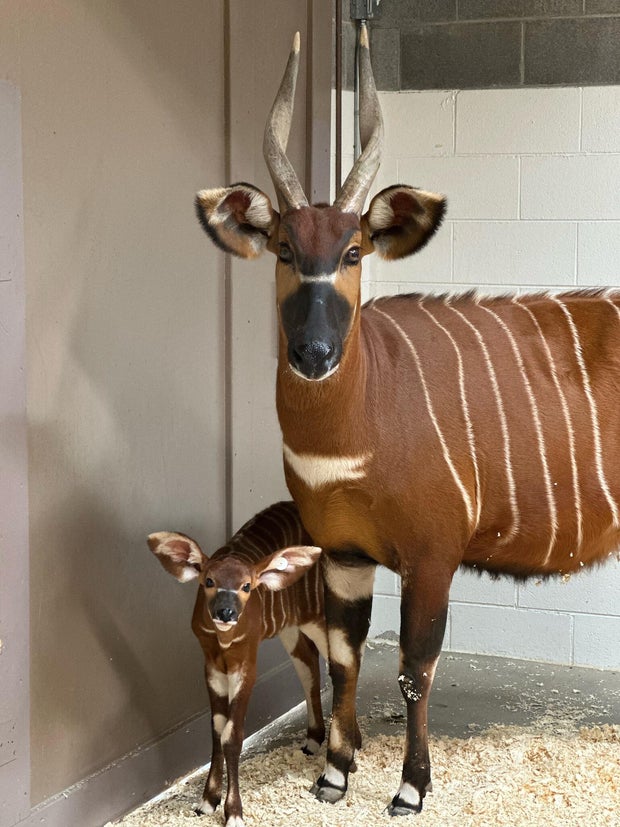 baby-bongo-denver-zoo.jpg