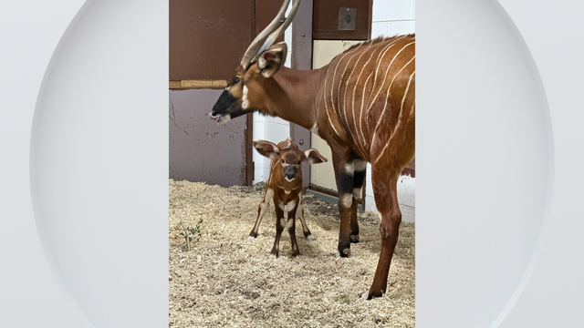 denver-zoo-baby-bongo.png 