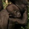 Crowds at Los Angeles Zoo go bananas for endangered species baby boom
