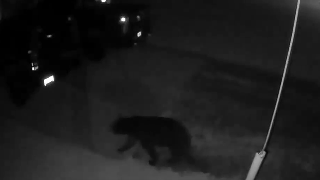 downriver-bear-sighting.png 