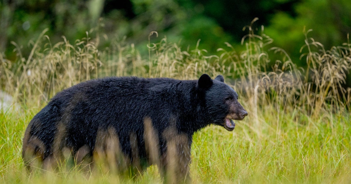 Bear kills worker at uranium mining company's facility in Canada