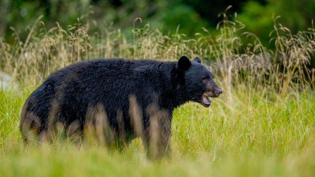 An American black bear (Ursus americanus) is walking through 