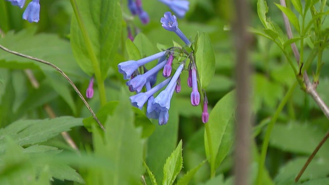 10p-pkg-fmn-bluebell-bloom-2-wccoag40-00-01-4804.jpg 