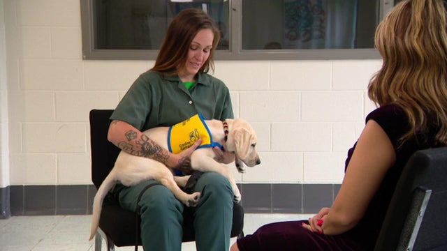 4-pkg-canine-companion-ktvtjc9s.jpg 
