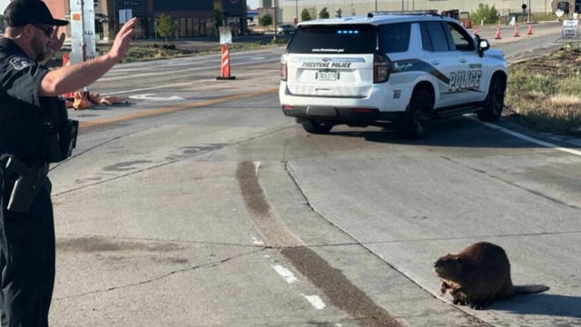 beaver-in-traffic-3-still-from-firestone-pd-video-on-fb-copy.jpg 