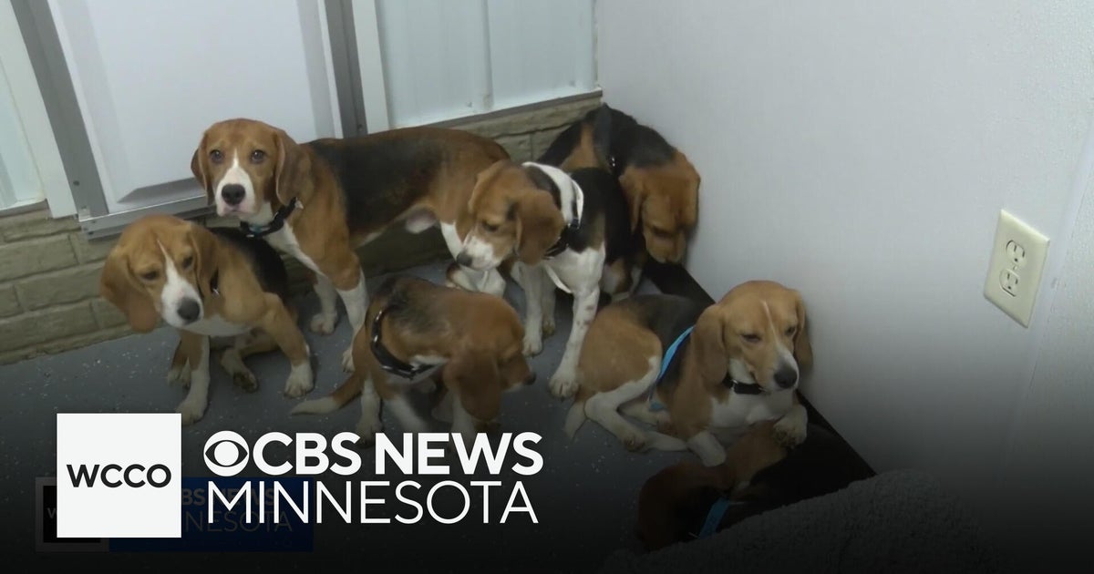 49 beagles rescued from Wisconsin biomedical research center arrive in ...