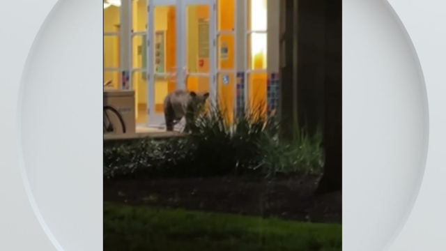 uc-davis-bear.png 