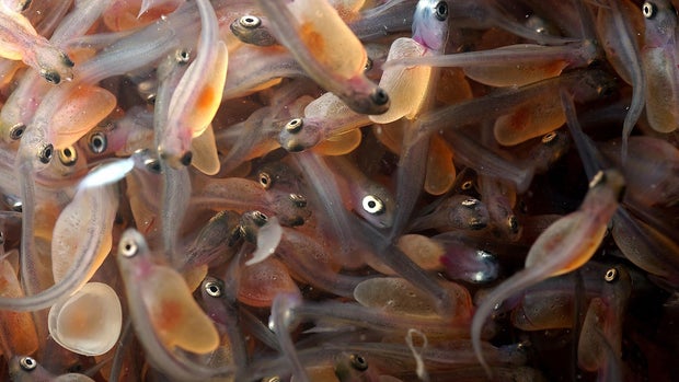 steelhead-fry-dnr-slider.jpg 