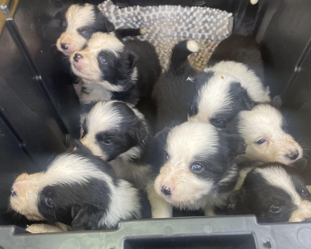Zero's puppies