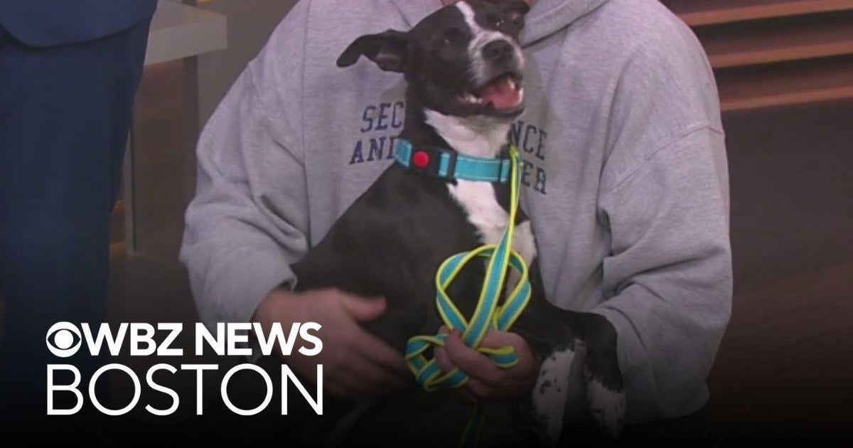 Playful puppy from Massachusetts shelter looking for active family