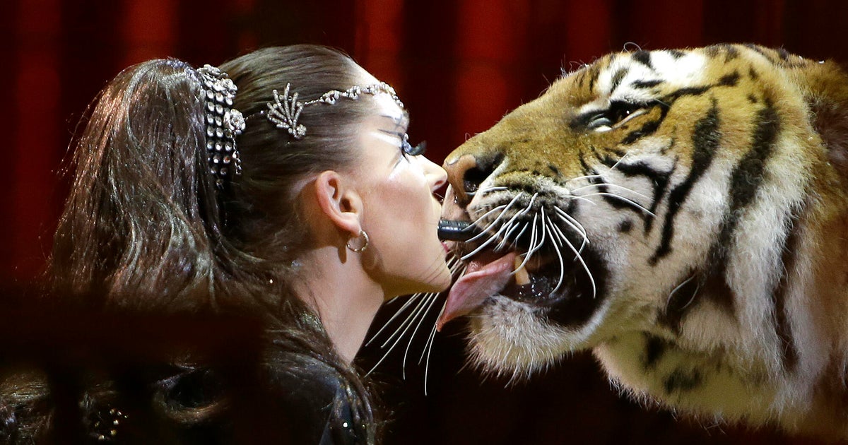 Police kill escaped tiger after it injures man in Germany