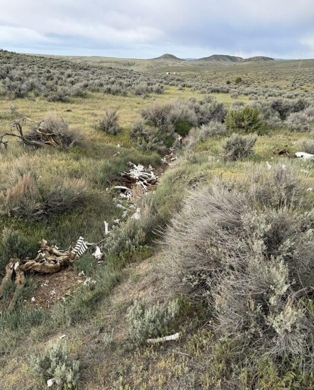 bison-neglect-4-cropped-moffat-sheriff.jpg 