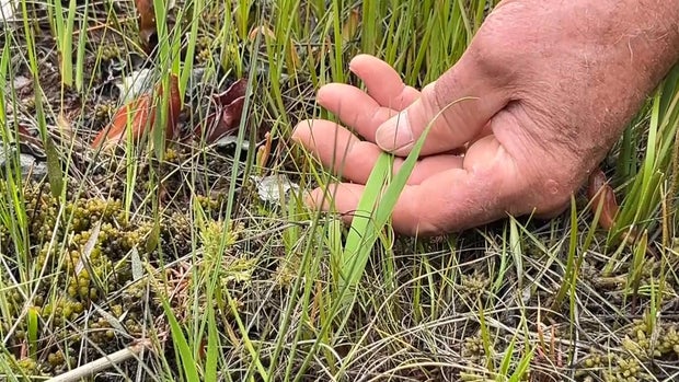 A hand holds the newly identified plant, it looks like a wide blade of grass