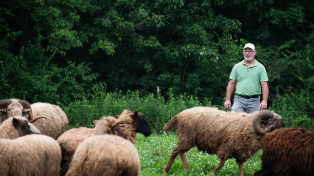 sheep.jpg 