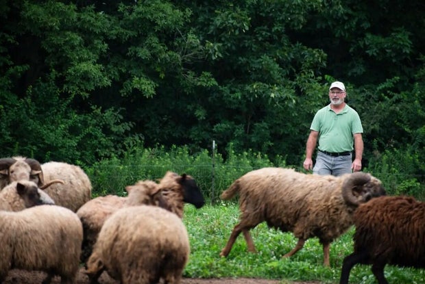 sheep.jpg