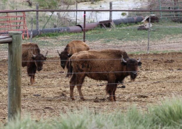 bison-neglect-1-cropped-moffat-sheriff.jpg 