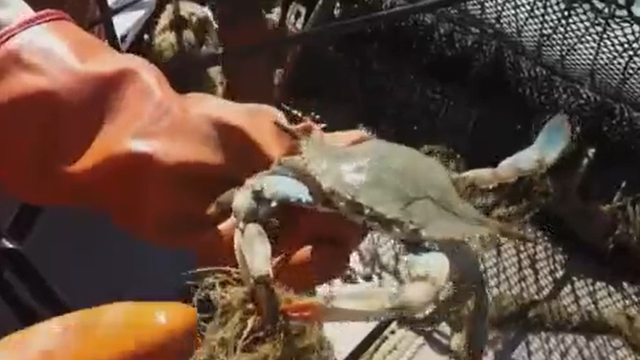 blue-crab.png 