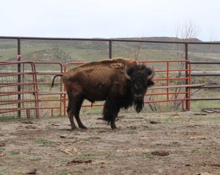 bison-neglect-2-cropped-moffat-sheriff.jpg 