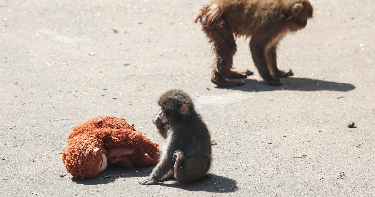 2 Americans arrested over stunt at viral baby monkey Punch's zoo in Japan