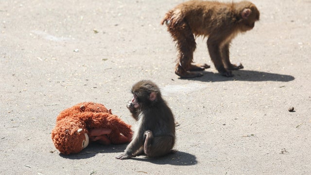 Viral Monkey Punch At Ichikawa City Zoo 