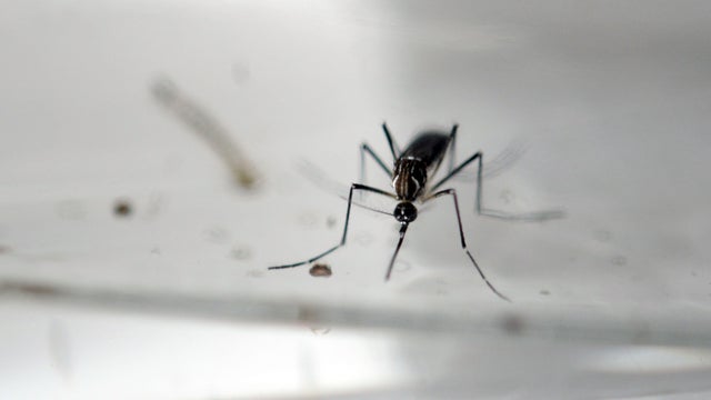 DOUNIAMAG-EL SALVADOR-HEALTH-ZIKA-VIRUS 