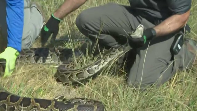 cbsmiami-florida-python-challenge-1.jpg 