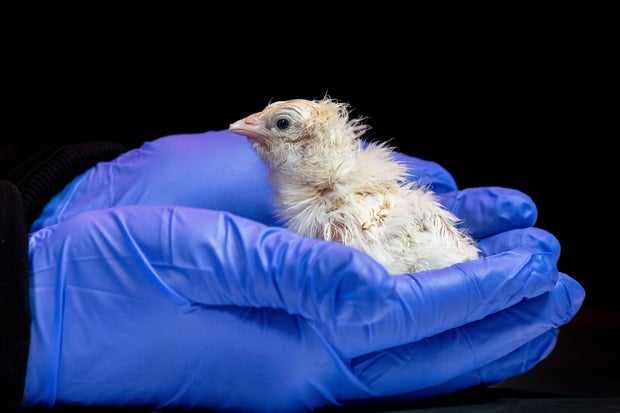 De-extinction Artificial Eggs 