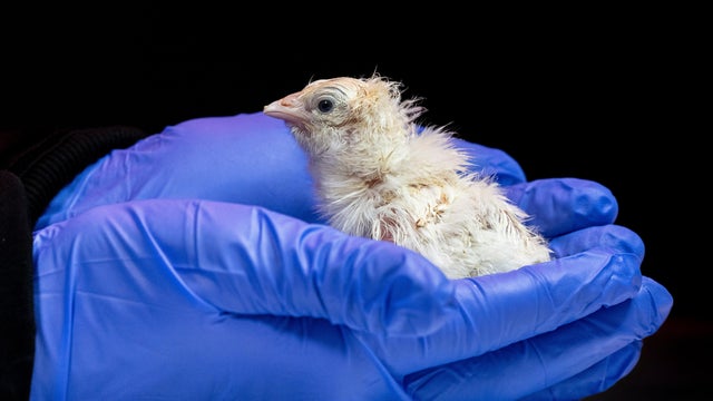 De-extinction Artificial Eggs 