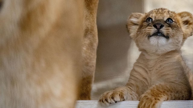 260513-lioncub-hq-cg-008-edit.jpg 