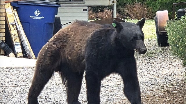 arvada-bear-encounters-drought-1-arvada-pd.jpg 