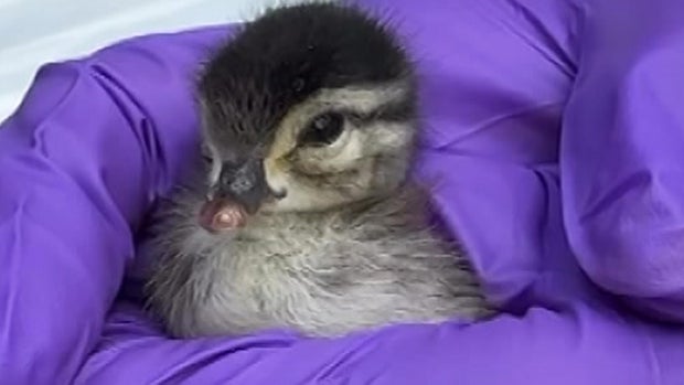 Baby wood duck