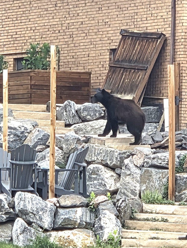 arvada-bear-encounters-drought-2-arvada-pd.jpg