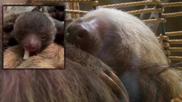 sloth.jpg 