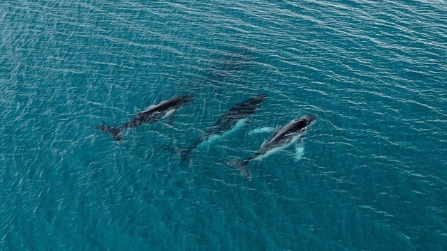 Humpback Whale Migration 