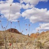 Big Bend region of Texas70.jpg 
