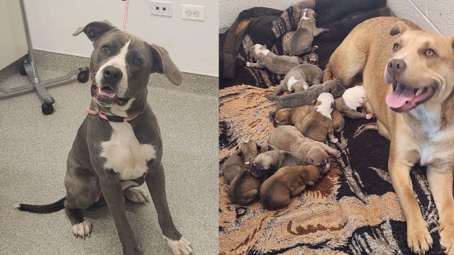 Harvey Dogs Rescued 