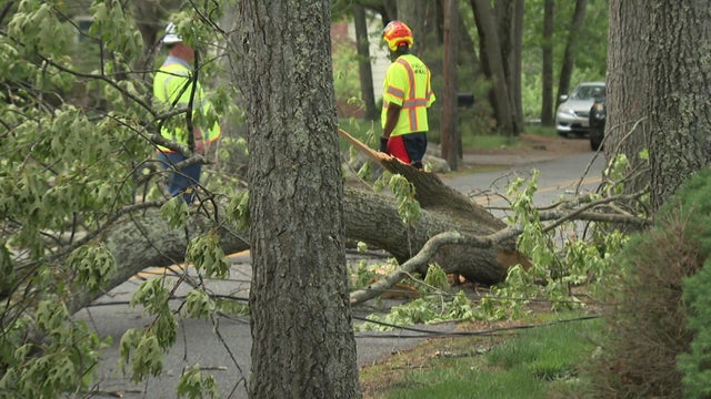 framingham-tree-on-truck-raw-mt-hi-res-still.jpg 