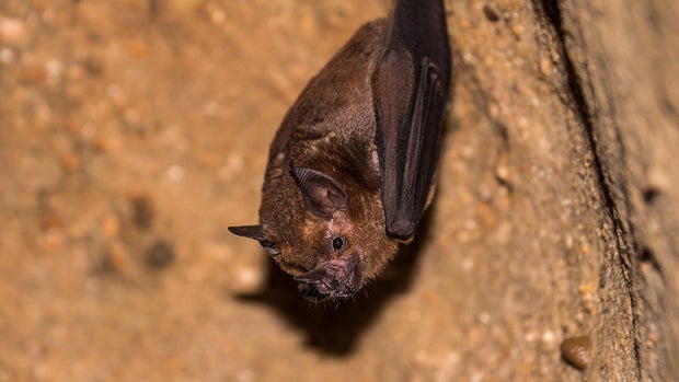 Bat hanging from the ceiling of a dark cave