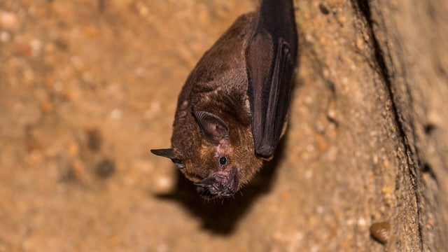 Bat hanging from the ceiling of a dark cave 